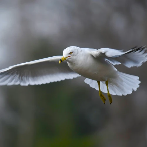 Möve in der Luft fotografiert